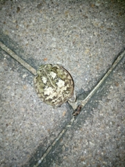 Breviceps