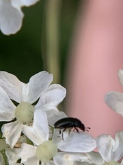 Brassicogethes aeneus