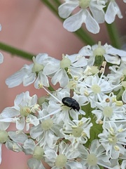 Brassicogethes aeneus