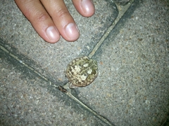 Breviceps