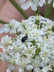 Brassicogethes aeneus