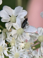 Brassicogethes aeneus