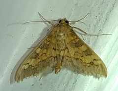 Diacme elealis
