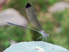 Vestalis apicalis