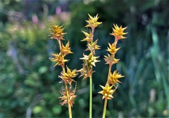 Carex echinata echinata