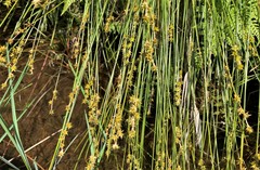 Carex echinata echinata