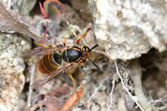 Vespula flaviceps