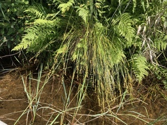 Carex echinata echinata