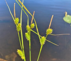 Carex viridula viridula