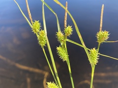 Carex viridula viridula