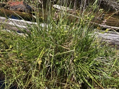 Carex viridula viridula