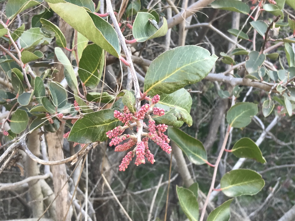 Rhus ovata, Griffith Park, Los Angeles, CA, US