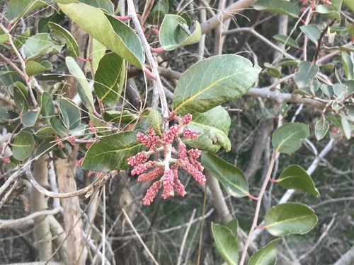 sugar sumac (Rhus ovata)