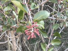 Rhus ovata