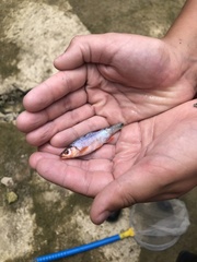 Lythrurus fasciolaris