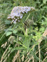 Achillea millefolium