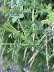 Achillea millefolium