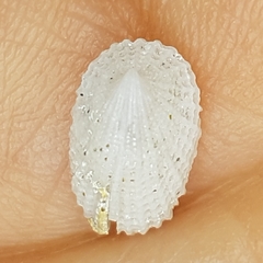 Image of Emarginula octaviana