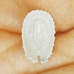 Emarginula octaviana