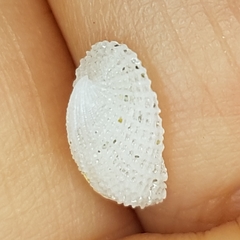 Emarginula octaviana