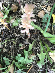 Orobanche hederae