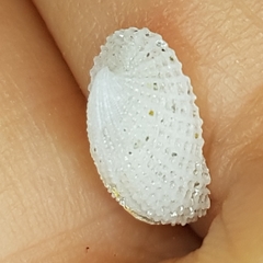 Emarginula octaviana