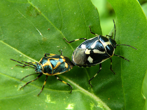 Cabbage Bug photo 5