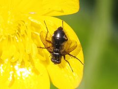 Rhinomorinia sarcophagina