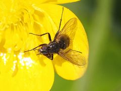 Rhinomorinia sarcophagina