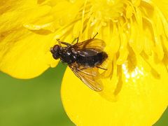 Rhinomorinia sarcophagina