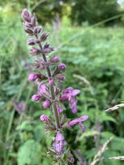 Stachys palustris