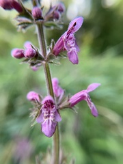 Stachys palustris
