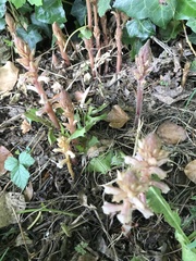 Orobanche hederae