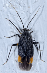 Polymerus venaticus