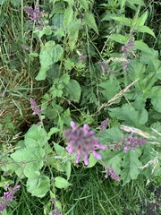 Stachys palustris