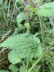 Stachys palustris