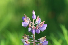 Macrosiphum albifrons