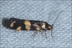 Catadoceta xanthostephana