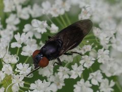 Chrysogaster