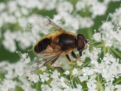 Eristalis jugorum