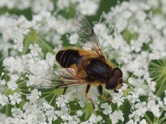 Eristalis jugorum