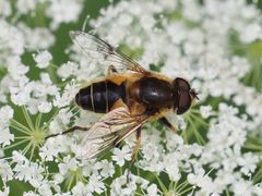 Eristalis jugorum