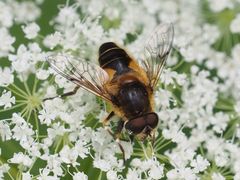 Eristalis jugorum