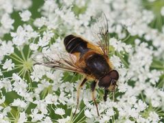 Eristalis jugorum