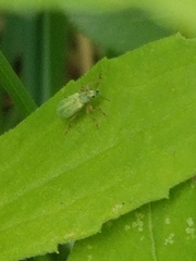 Polydrusus impressifrons