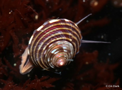 Calliostoma ligatum