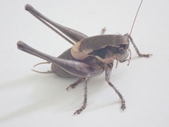 Pholidoptera dalmatica