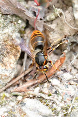 Vespula flaviceps