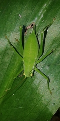 Isophya brevicauda