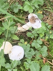 Fungi
